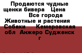 Продаются чудные щенки бивера › Цена ­ 25 000 - Все города Животные и растения » Собаки   . Кемеровская обл.,Анжеро-Судженск г.